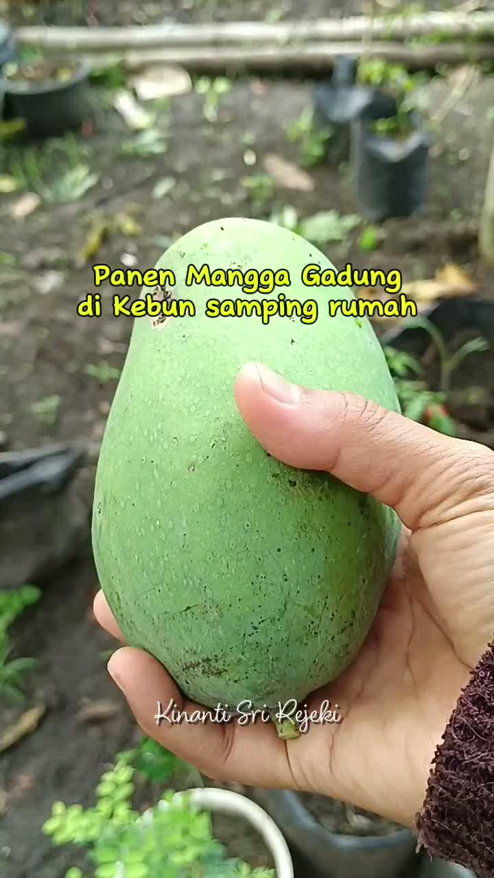 Panen mangga gadung
ada yg udah keduluan tupai
#HOTrctiplus #RCTIPlus #shortplus #shorts #Berkebun #berkebundirumah #gardening 