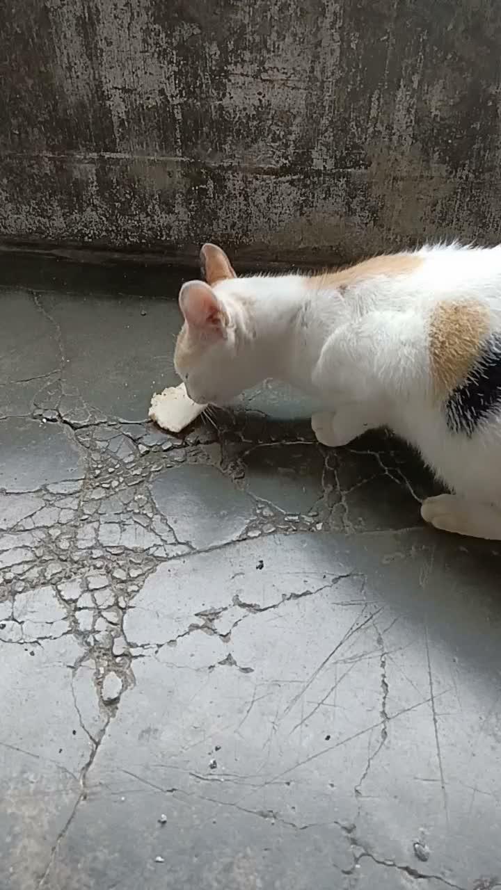 ni kucing pengen nya makan roti gak mau ikan asin  #short  #HOTrctiplus  #RCTIPlus  #fyp 