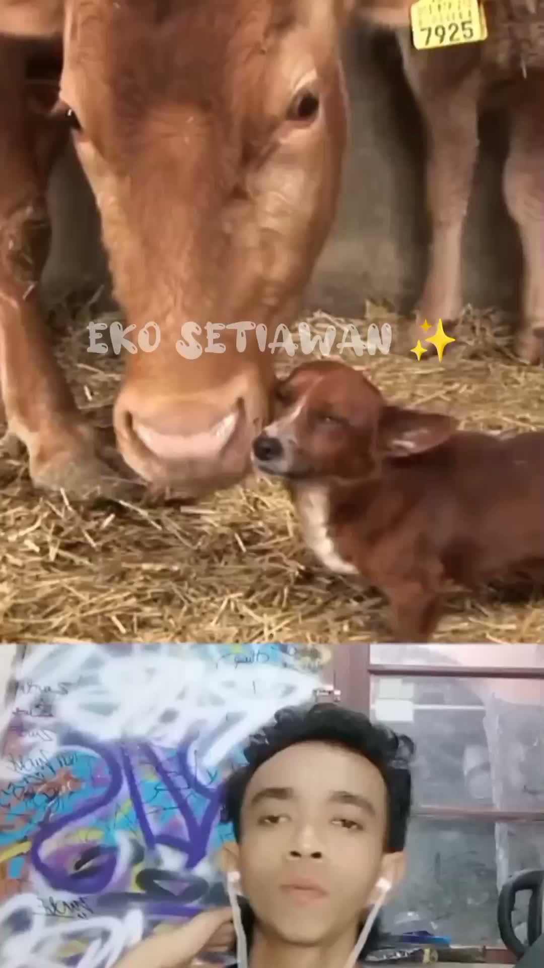 sudah dua tahun lebih anjing ini hidup bersama sapi di gudang namun tiba tiba mereka akan terpisahkan 🥺