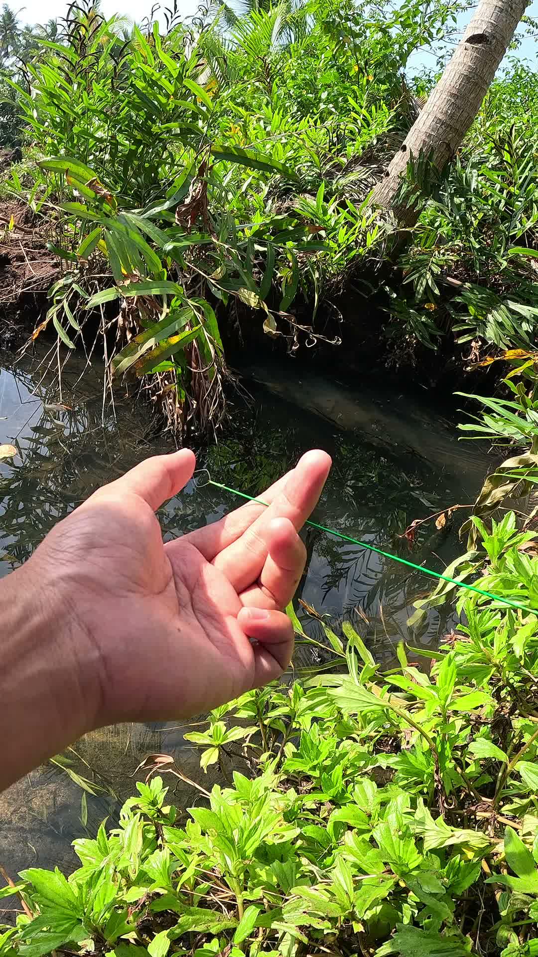 how to catch shrimp in ancient times #fishing #traditional #usa #usareels #UnitedStates #unitedkingdom #denmark #canada