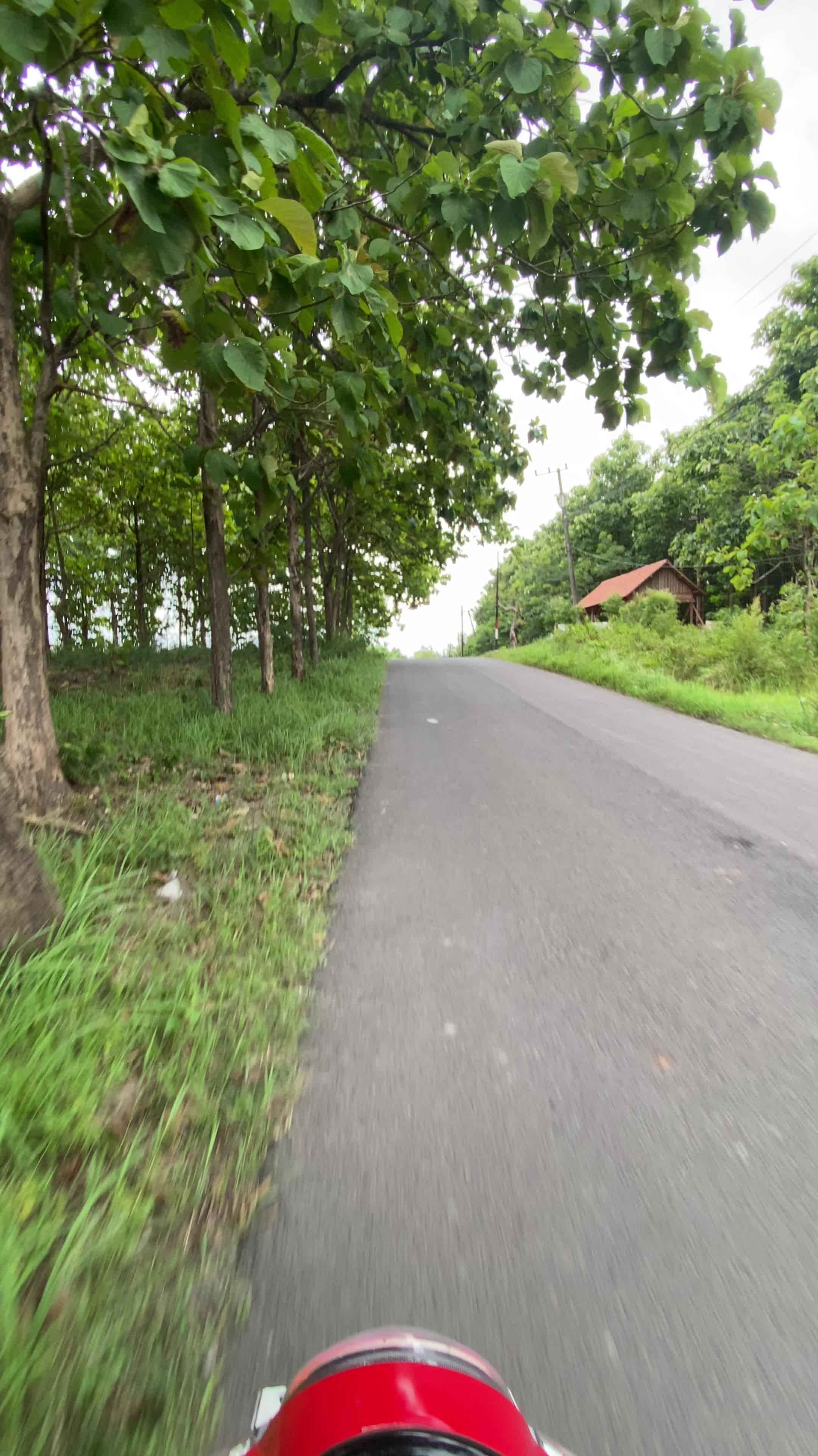 Wong gabut nyasar tekan alas Tambakrejo #hutan #pedesaan #desaku #tambakrejo #bojonegoro 