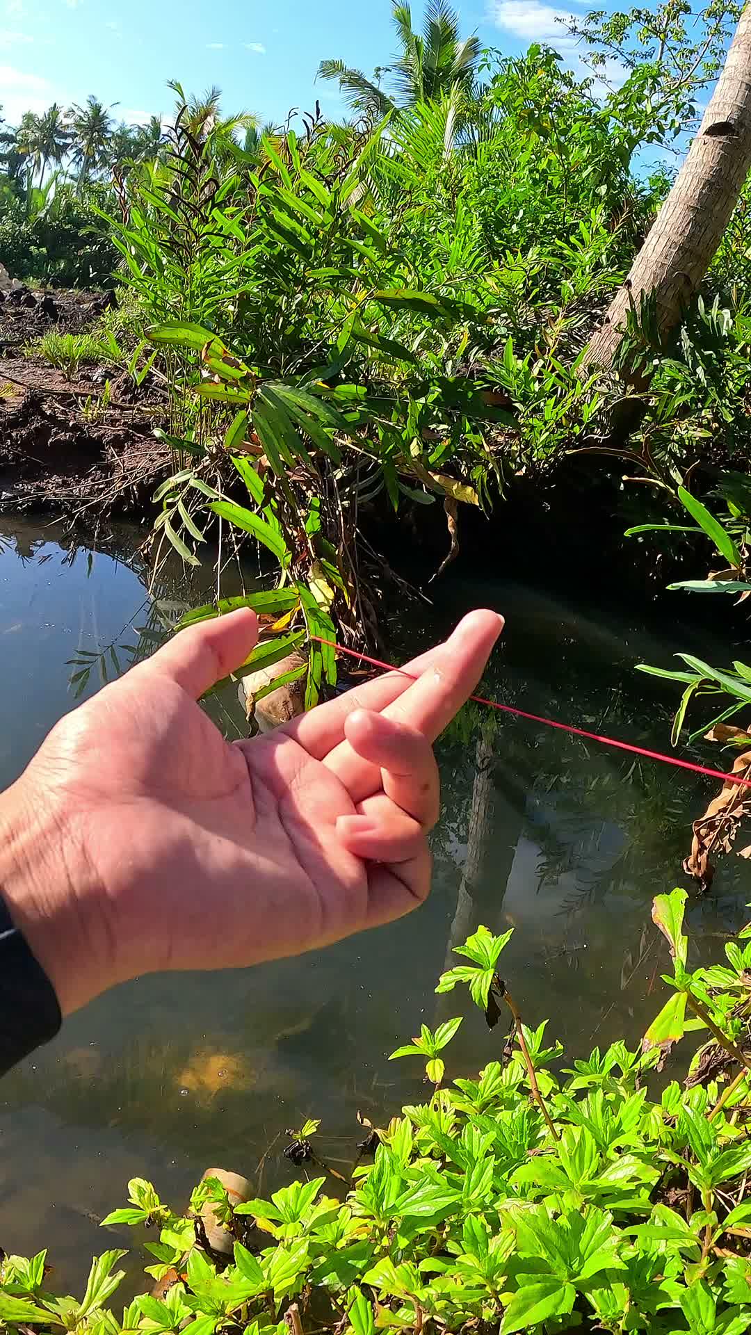 pov tau kelemahan udang