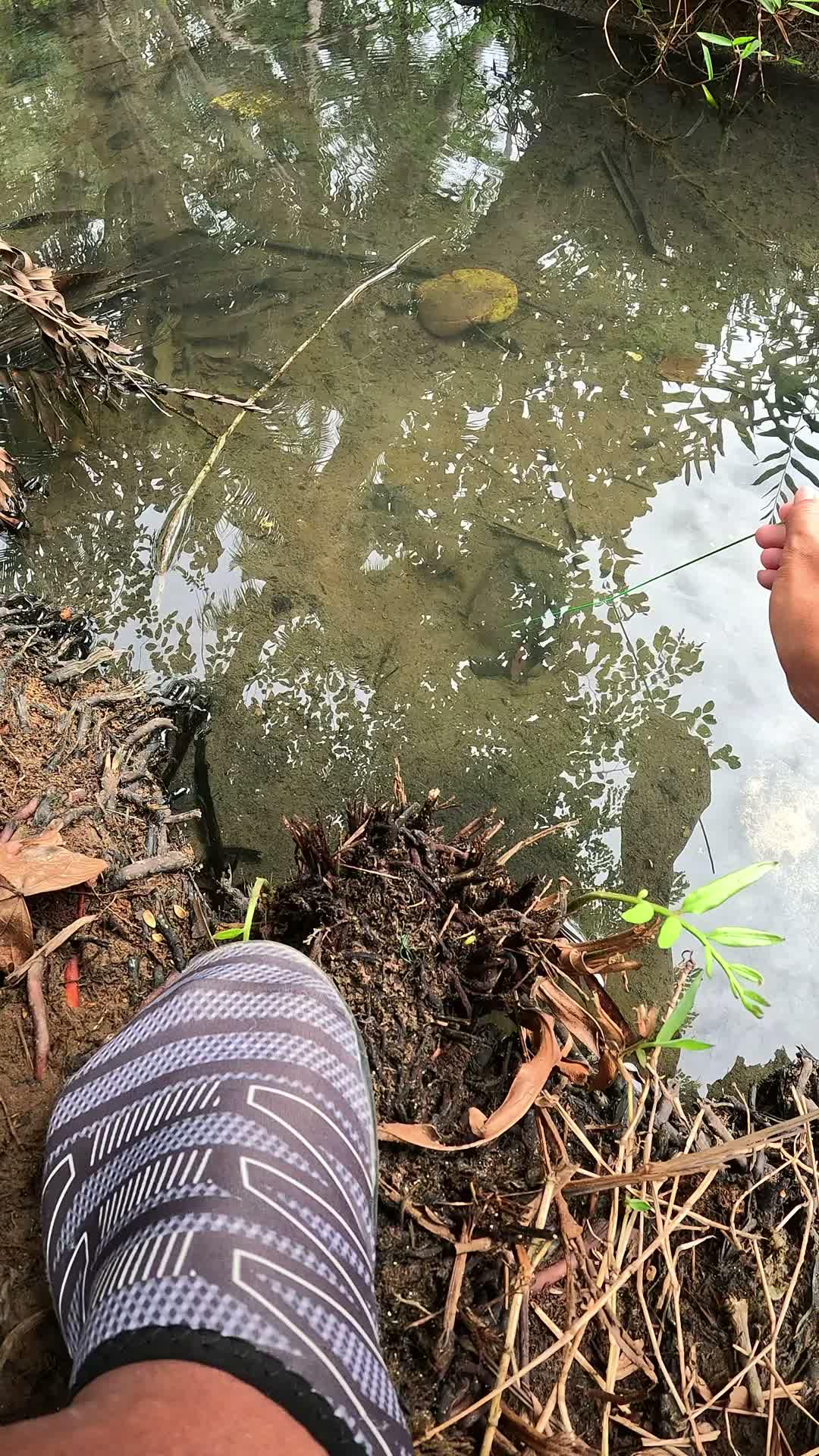 catching small claw shrimp🦐 #fishing #shrimp #fish #sea #traditional #usareels #UnitedStates #reelsviral #skils #fyp #trending