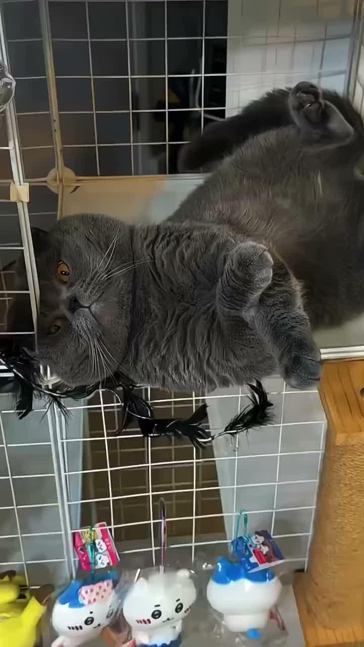 kucing kena marah
#HOTrctiplus #shortplus #kucingoyen #duniakucing