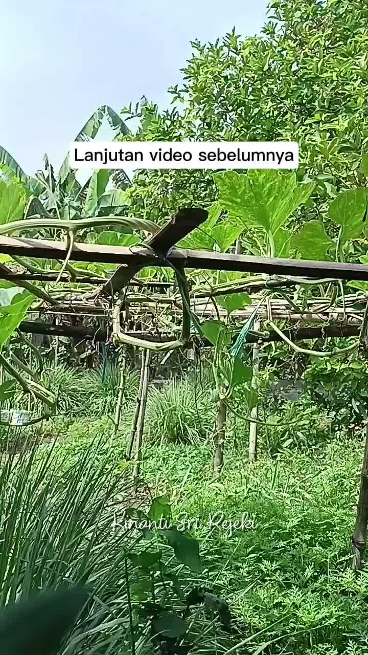 Daun salam, daun jeruk, dan labu air tersedia di kebun samping rumah
#HOTrctiplus #RCTIPlus #shortplus #shorts #Berkebun #berkebundirumah #g