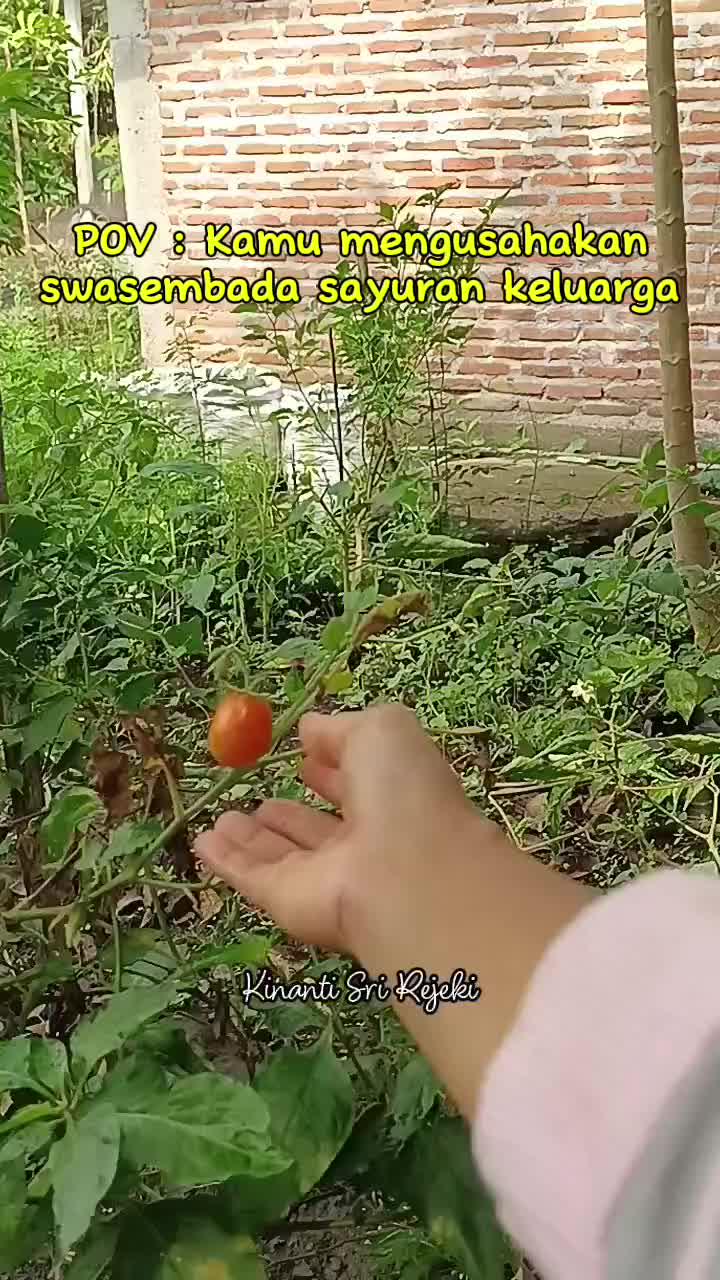Menuju swasembada sayuran rumah tangga
#HOTrctiplus #RCTIPlus #shortplus #shorts #Berkebun #berkebundirumah #gardening 