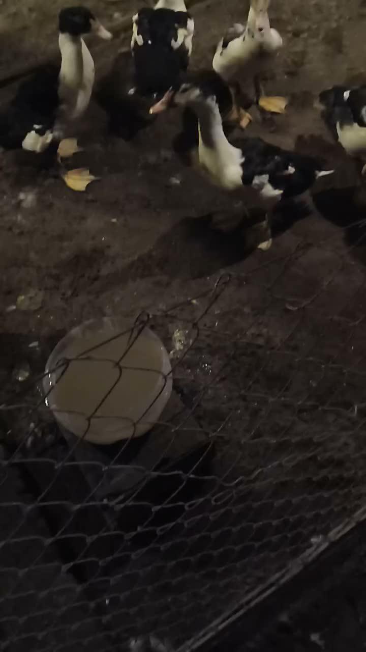 Amunisi 2026 full motif 