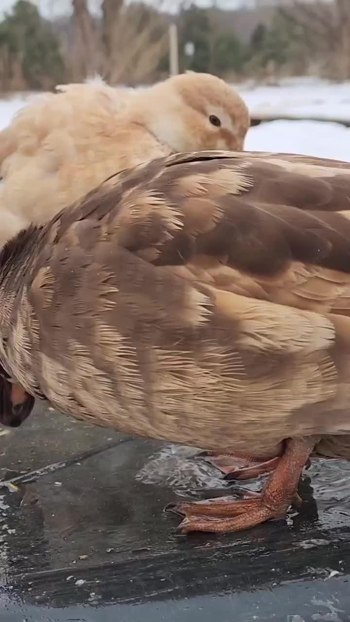 bebekdi salju


#HOTrctiplus #shortplus #beternak #peternak #slowliving #entok
