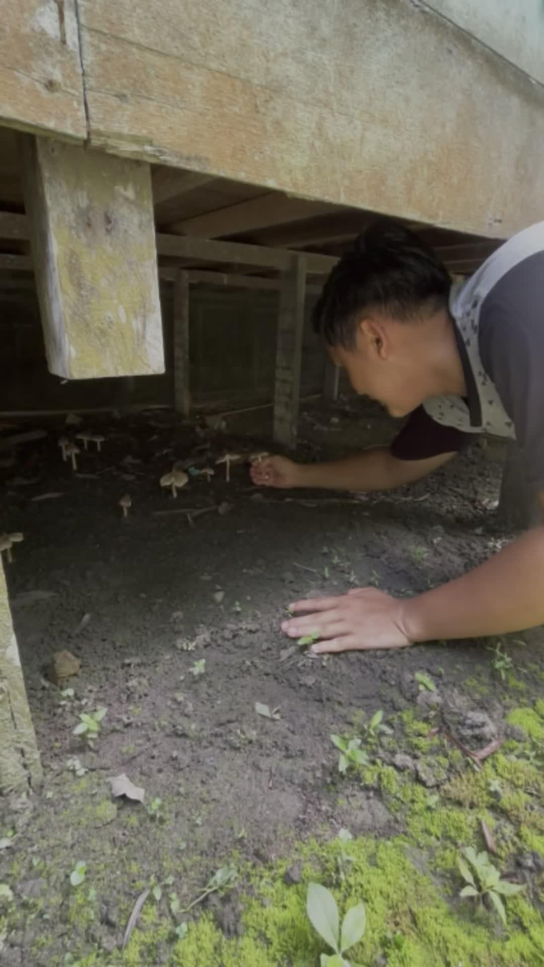 Baru pertama kali jamur hidup dibawah rumah 