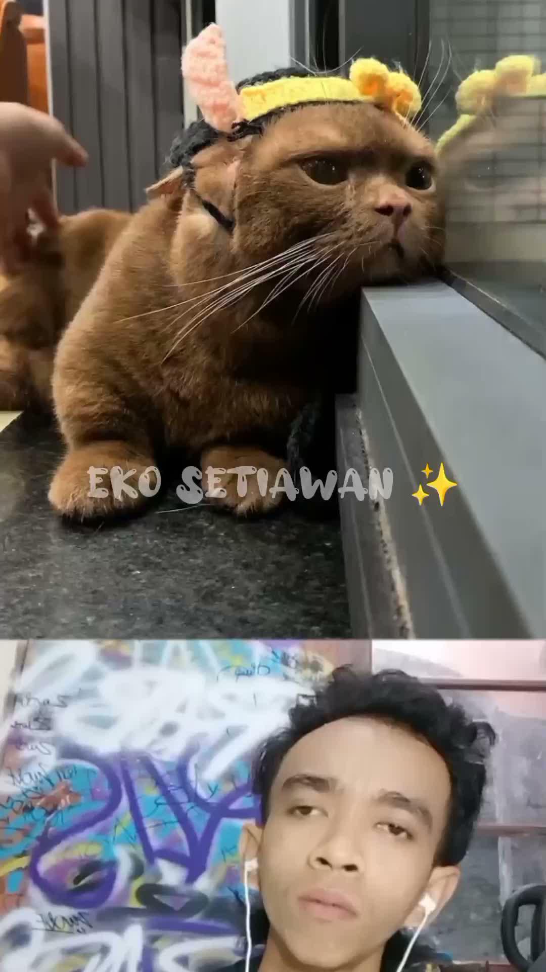 kucing ini tidak mau makan seharian karena berpisah dengan pacarnya 😕