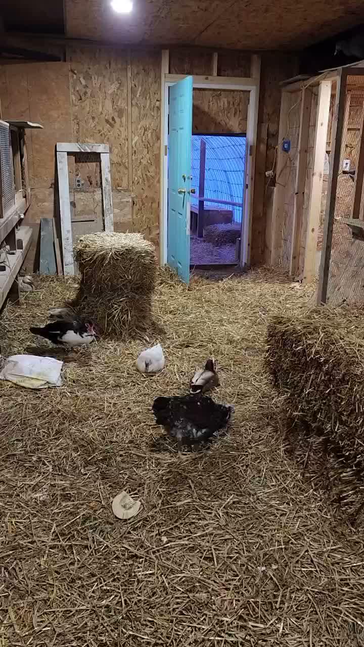 entok

#HOTrctiplus #shortplus #peternak #entok
