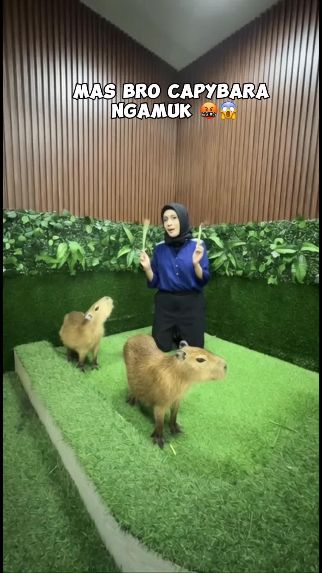 ngeri banget capybara ngamuk ngejar neng rarah