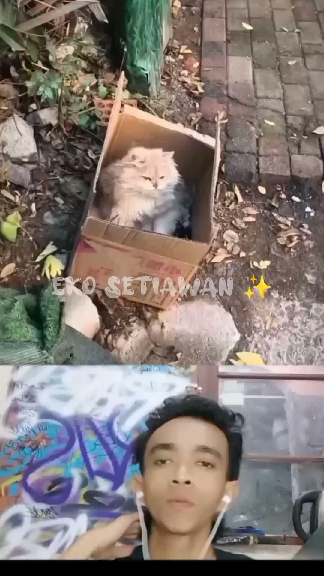 kucing ini tergeletak di Pinggir jalan di wadah kardus😕