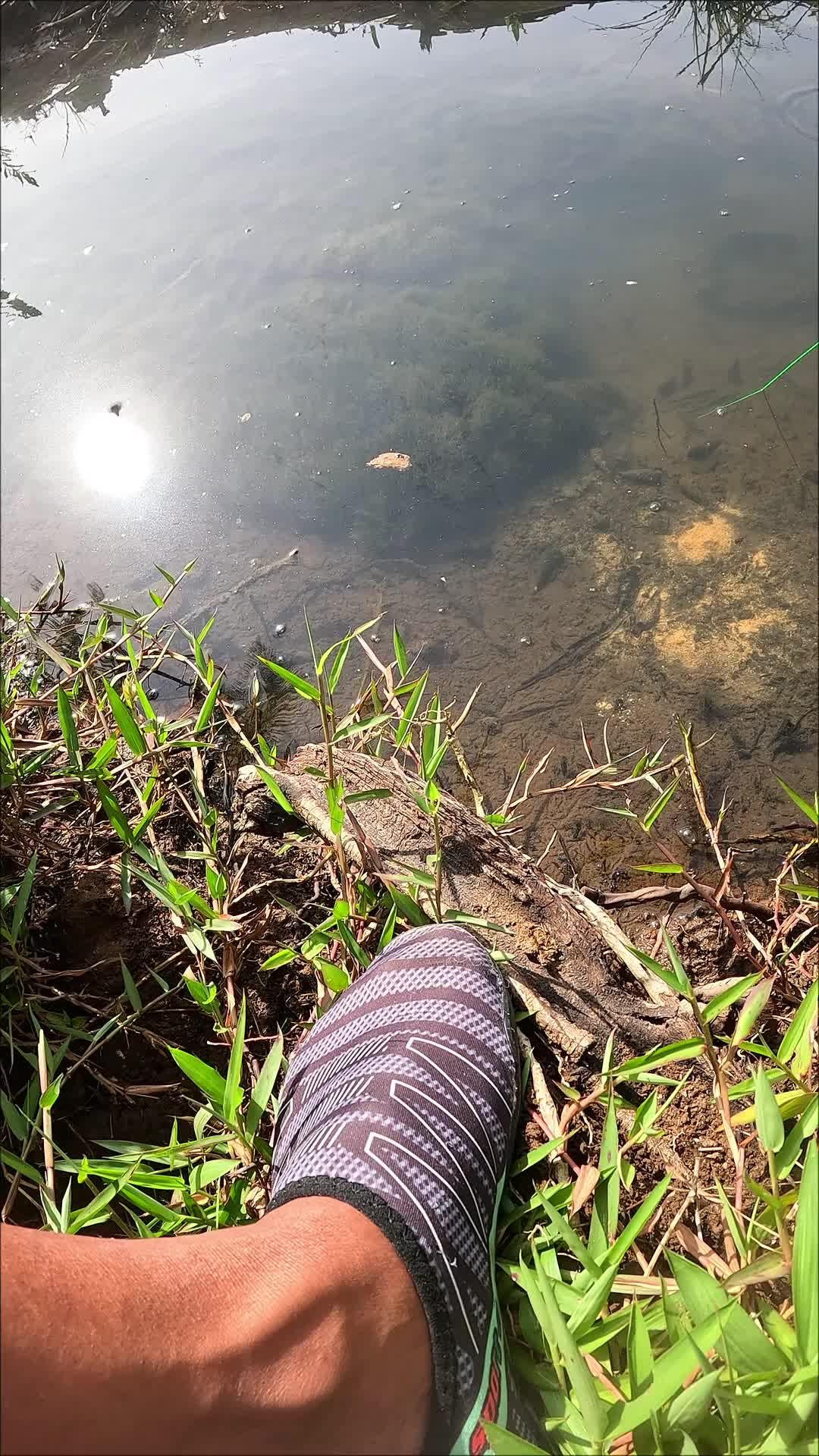 catch shrimp with focus #fishing #shrimp #fish #sea #traditional #usareels #UnitedStates #reelsviral #skils #fyp #trending
