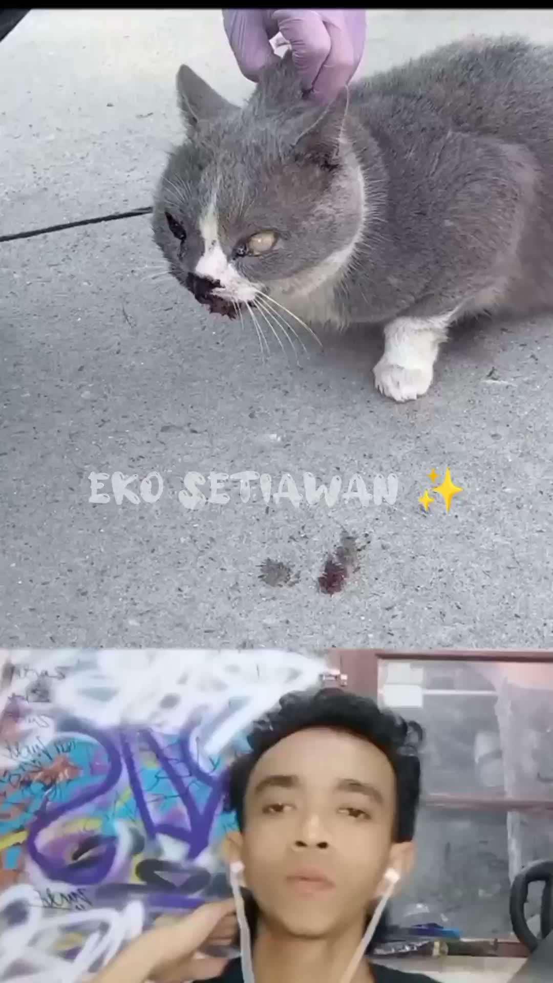 kucing ini terlihat malang karena ulah manusia 🥺🥺🥺🥺🥺