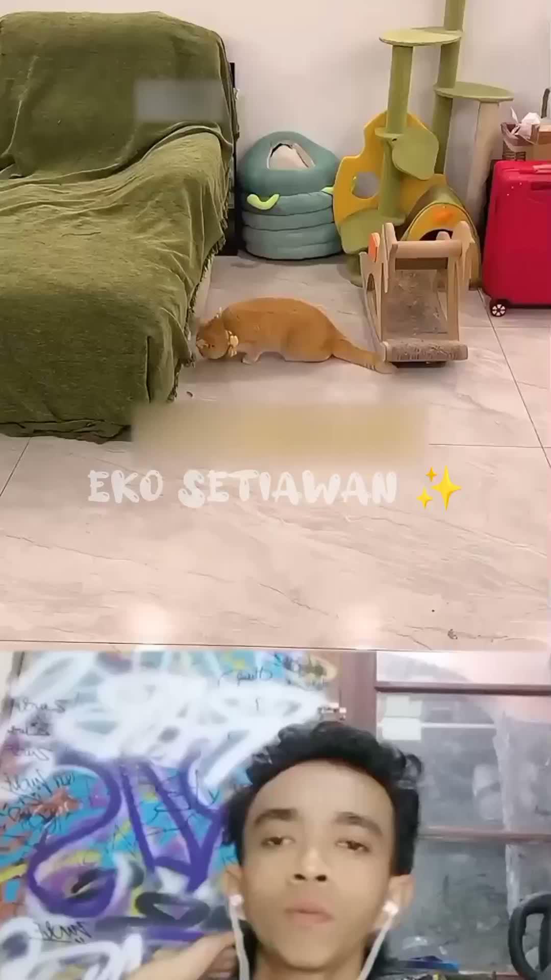 kucing oyen sedang melihat kura kura mini di bawah kasur😍🥰
