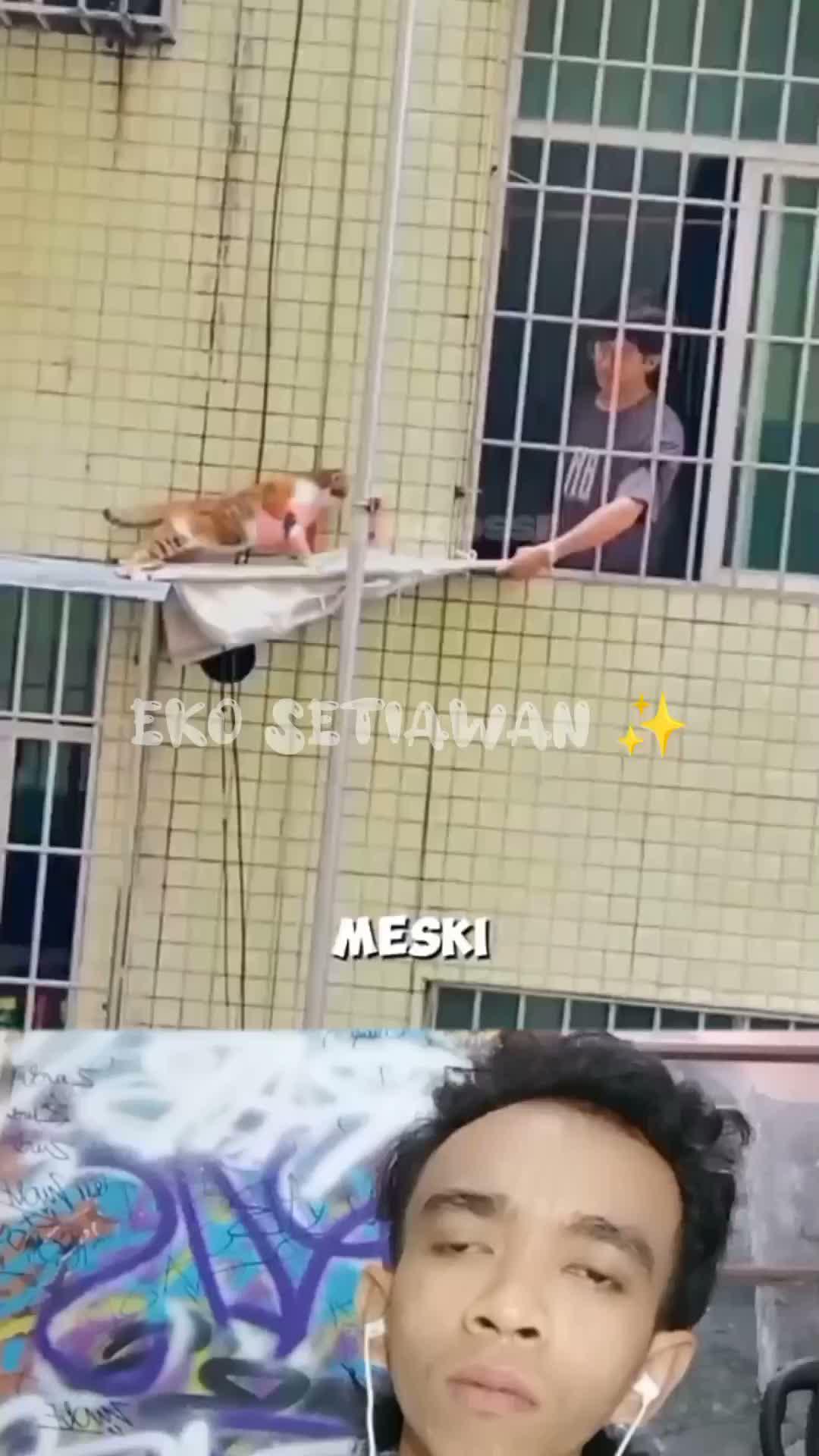 seekor kucing terjebak di tepi bangunan yang tinggi 😱