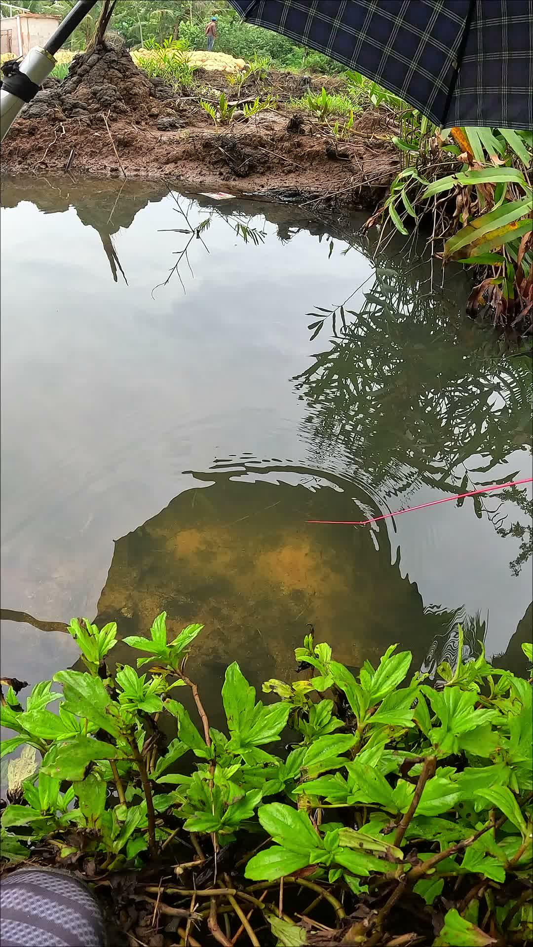 panen udang pake cara ini #udang #nelayan #laut #jaring #ikan #fbpro #reels #reelsviral #duniaikan #skills #fyp #trending