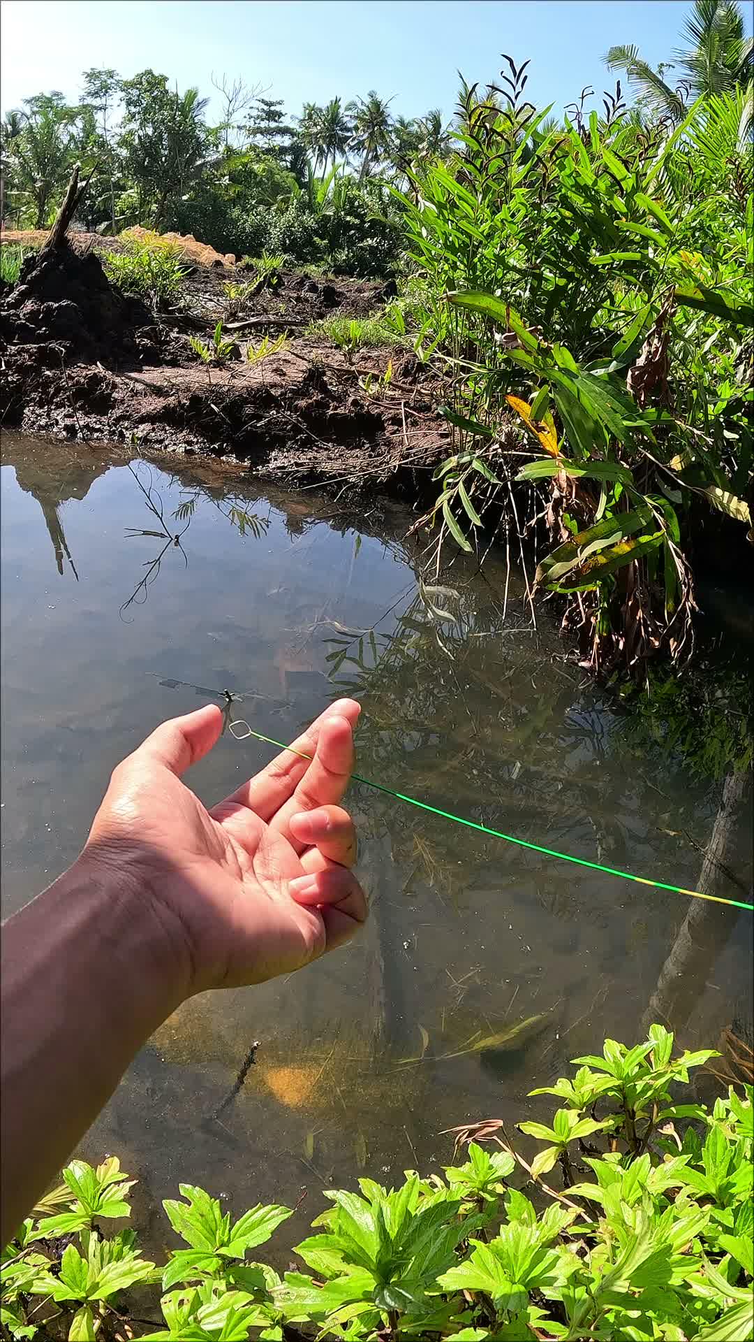 cara super cepat menangkap udang
