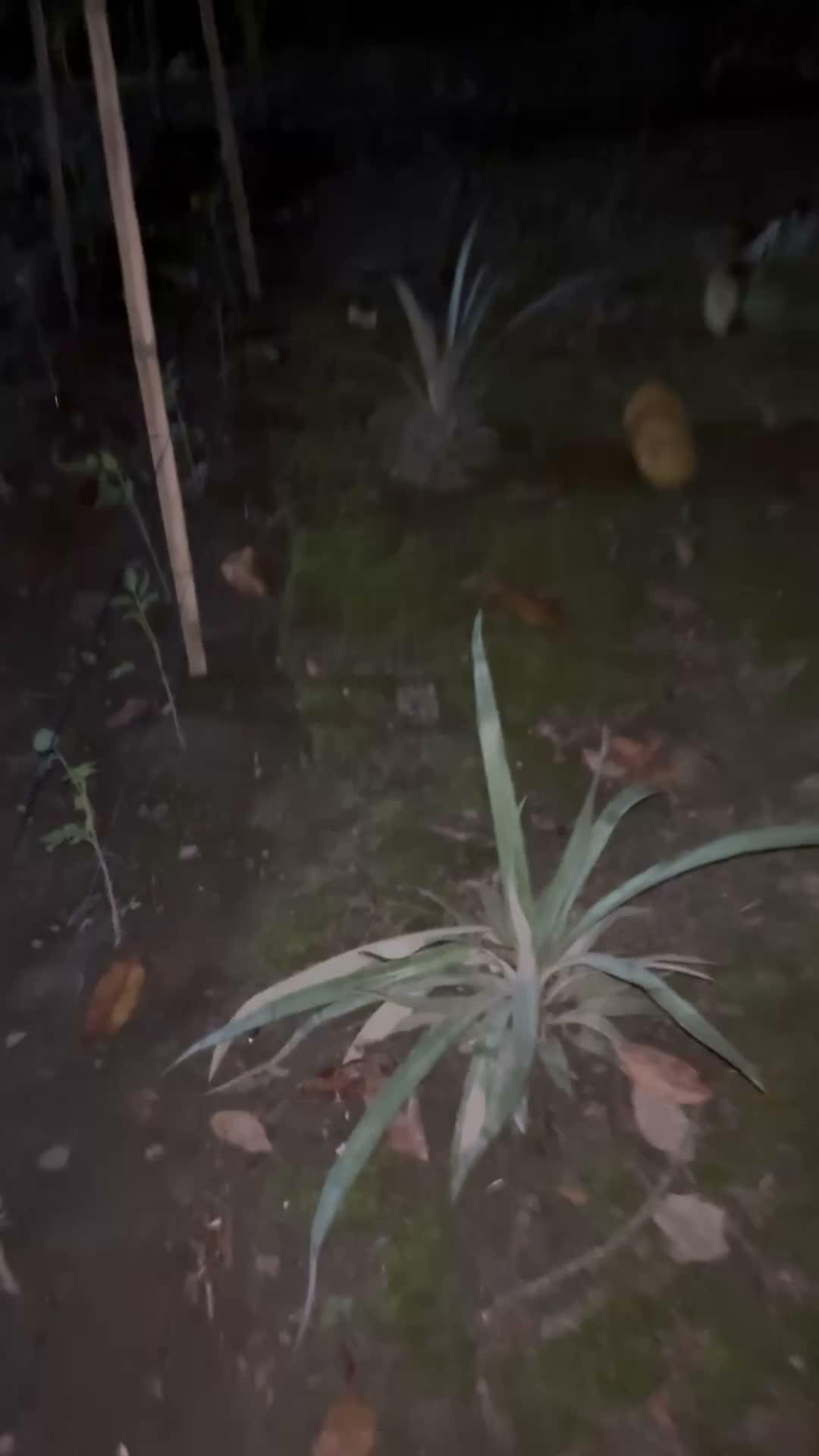 Malam malam buah tiwadak jatuh 