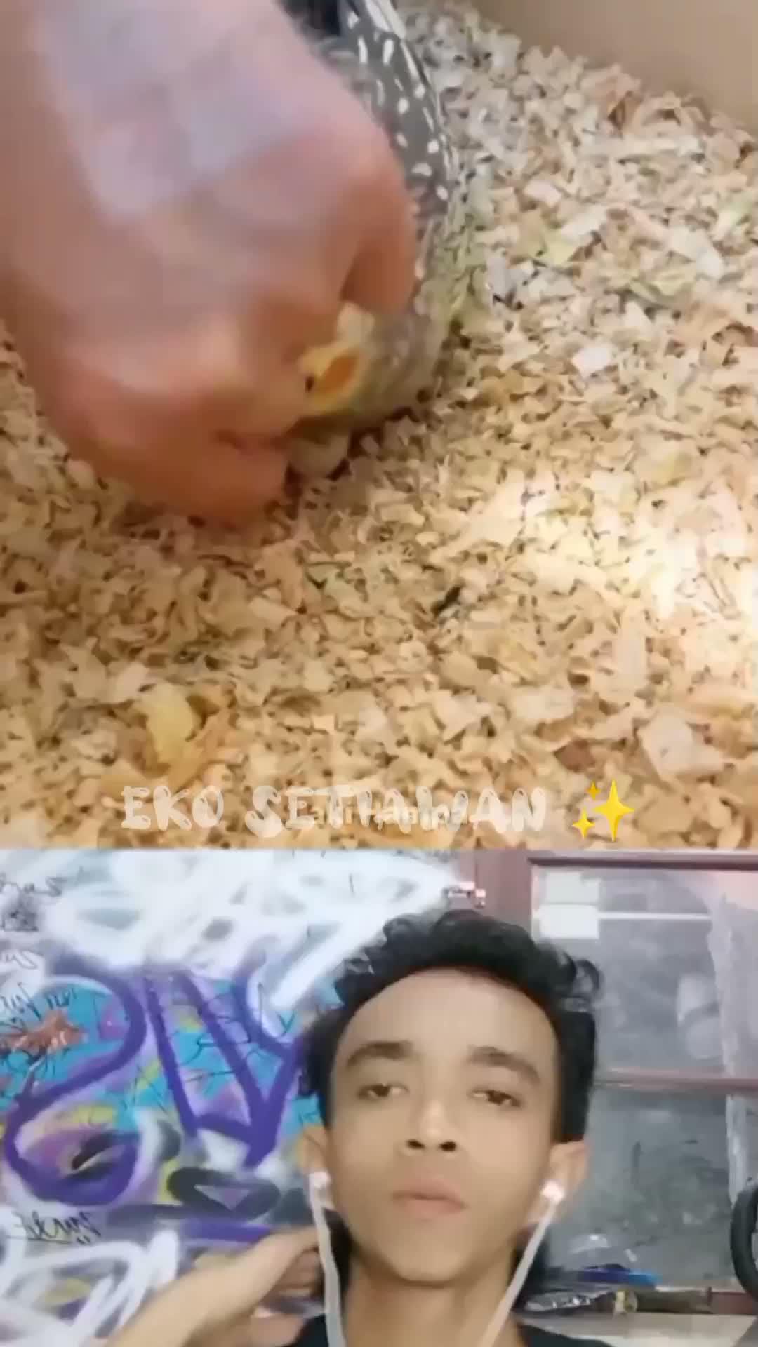 burung Nuri gadis ini sedang bertelur 4 namun telurnya malah di rebus😱😱