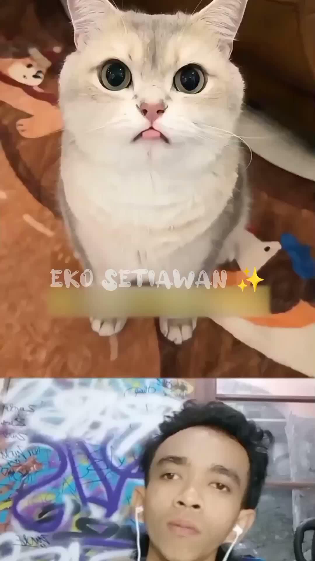 kucing ini ingin memelihara ubur ubur mini😁🥰🥰🥰🥰🥰