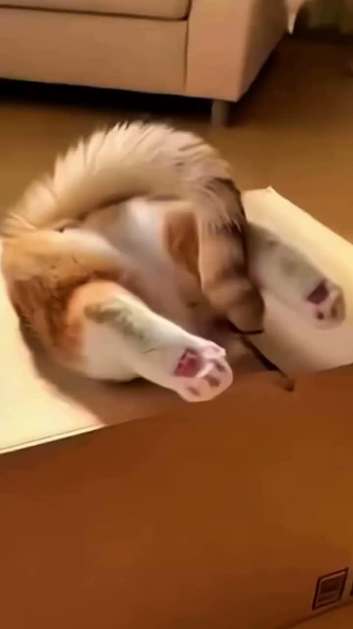 kucing oyen masuk kardus