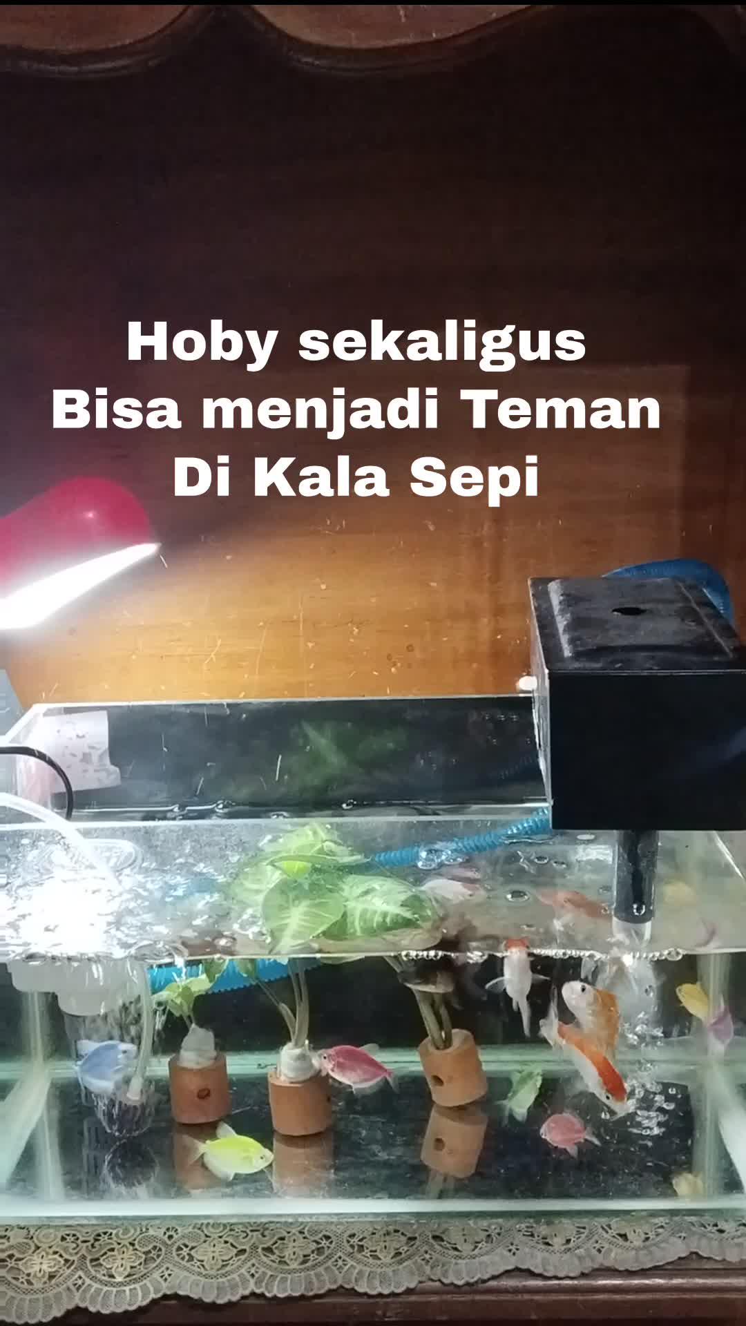 Ikan golwfis cantik
 #akuariumcantik
