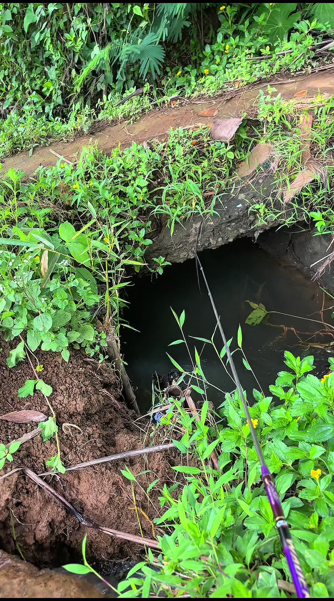 Gorong-gorong tersembunyi banyak ikan