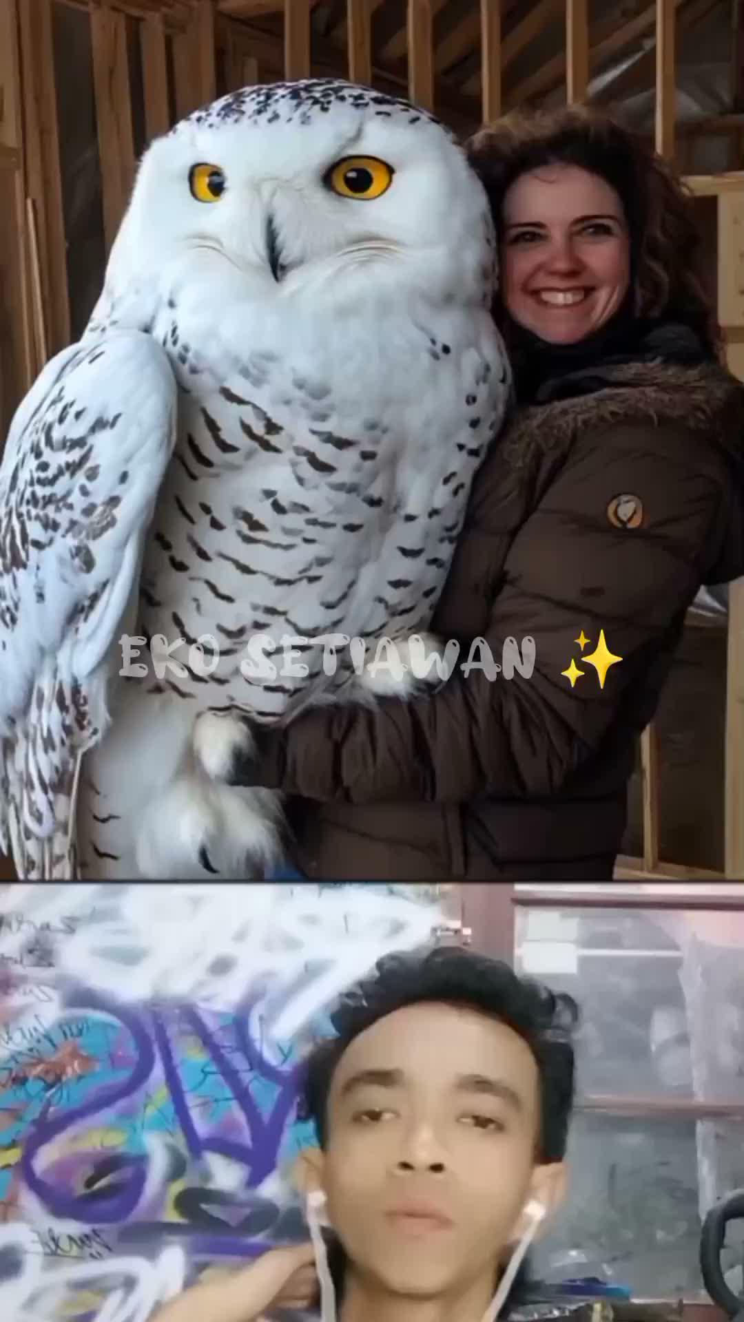 awalnya wanita ini menolong burung hantu yang terjebak di mobil dan akhirnya wanita tersebut merawat burung hantu tersebut hingga besar dan 