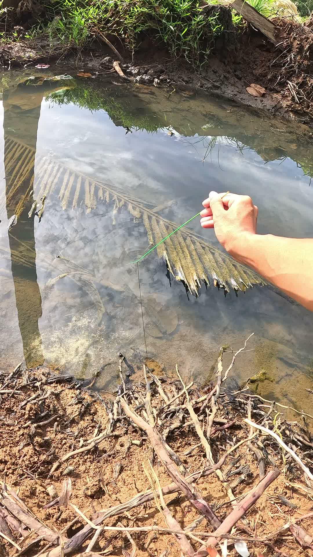 catching shrimp in the gutter #fishing #traditional #usa #usareels #UnitedStates #unitedkingdom #denmark #canada