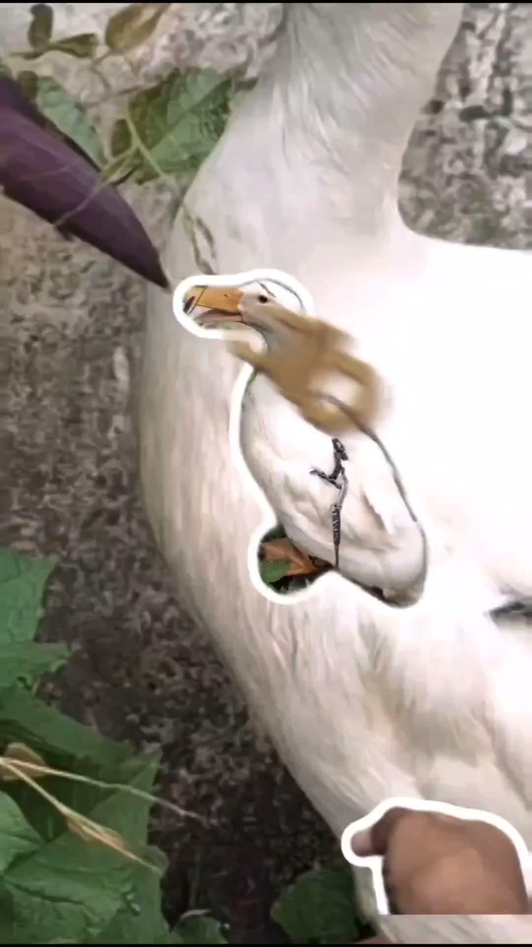 Bukan anjing, pet Agak Laen satu ini juga perlu diajak joging | Vlog Bebek #2 #minivlog #vlogging #bebek #pet 