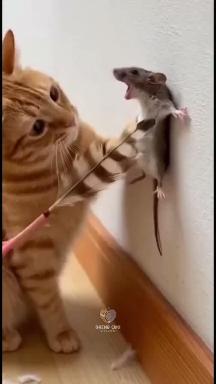 kucing oyen isengnya kebangetan
#HOTrctiplus #shortplus #kucingoyen #duniakucing