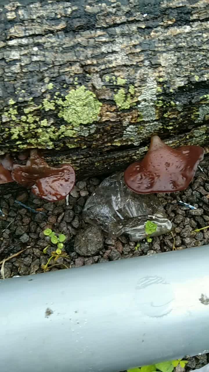 banyak tumbuh di depan rumah  #HOTrctiplus  #short 