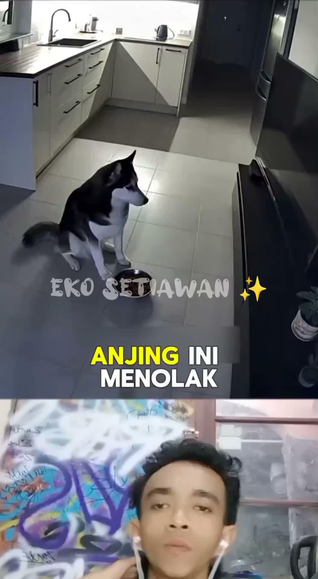 anjing ini tidak mau makan kalau televisi nya tidak di nyalakan 😁