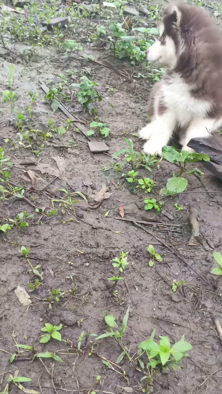 Jadi namanya Combro apa Bagio ?