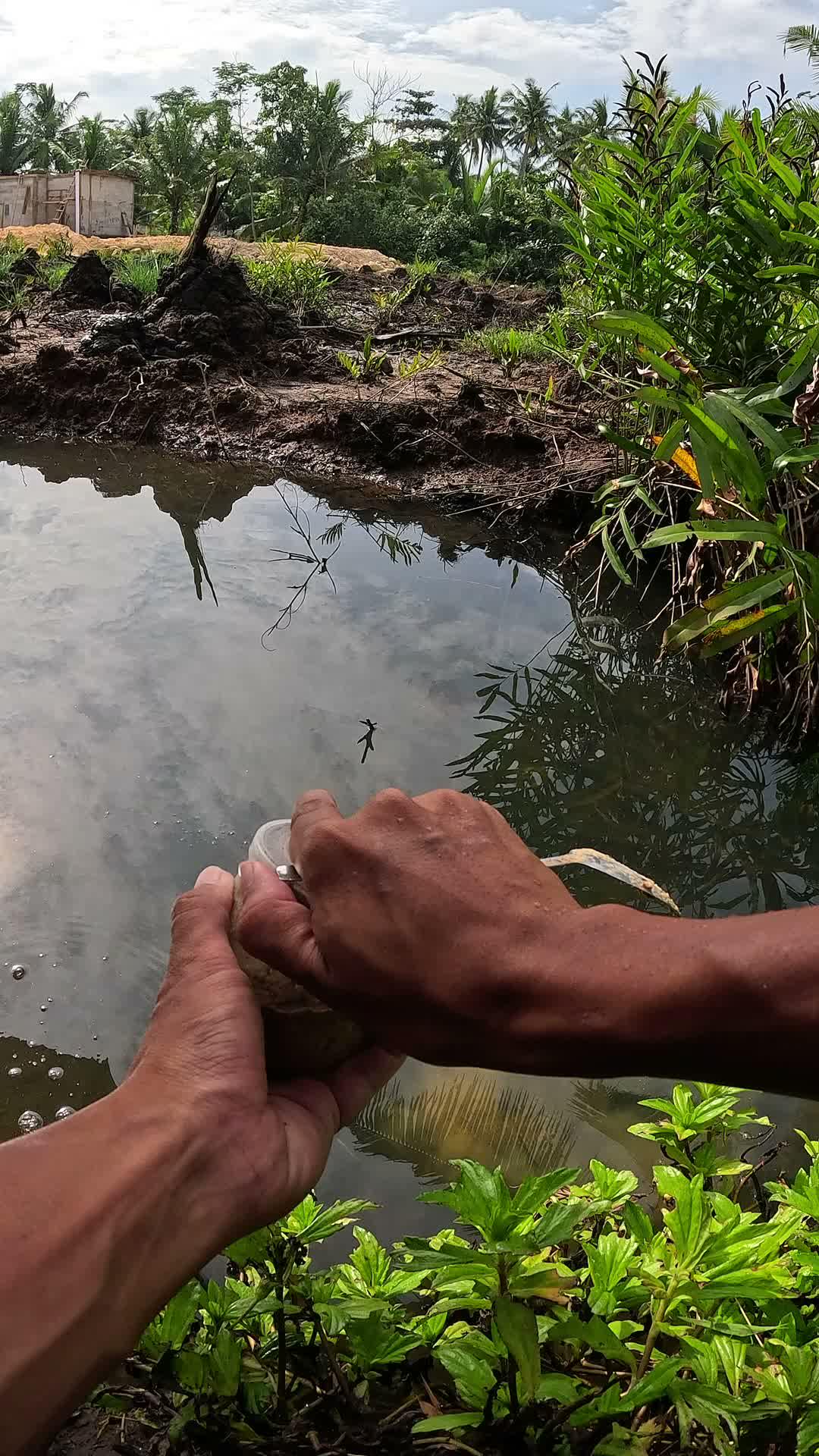 traditional techniques for catching river shrimp #fishing #traditional #usa #usareels #UnitedStates #unitedkingdom #denmark #canada