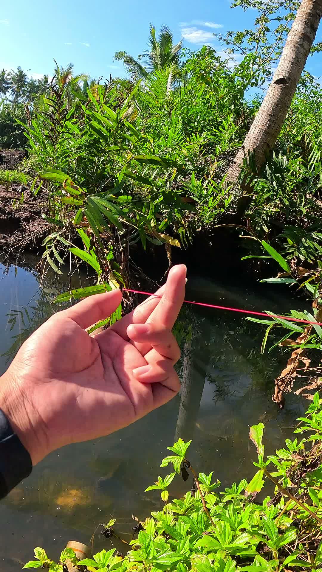 catching shrimp easily
