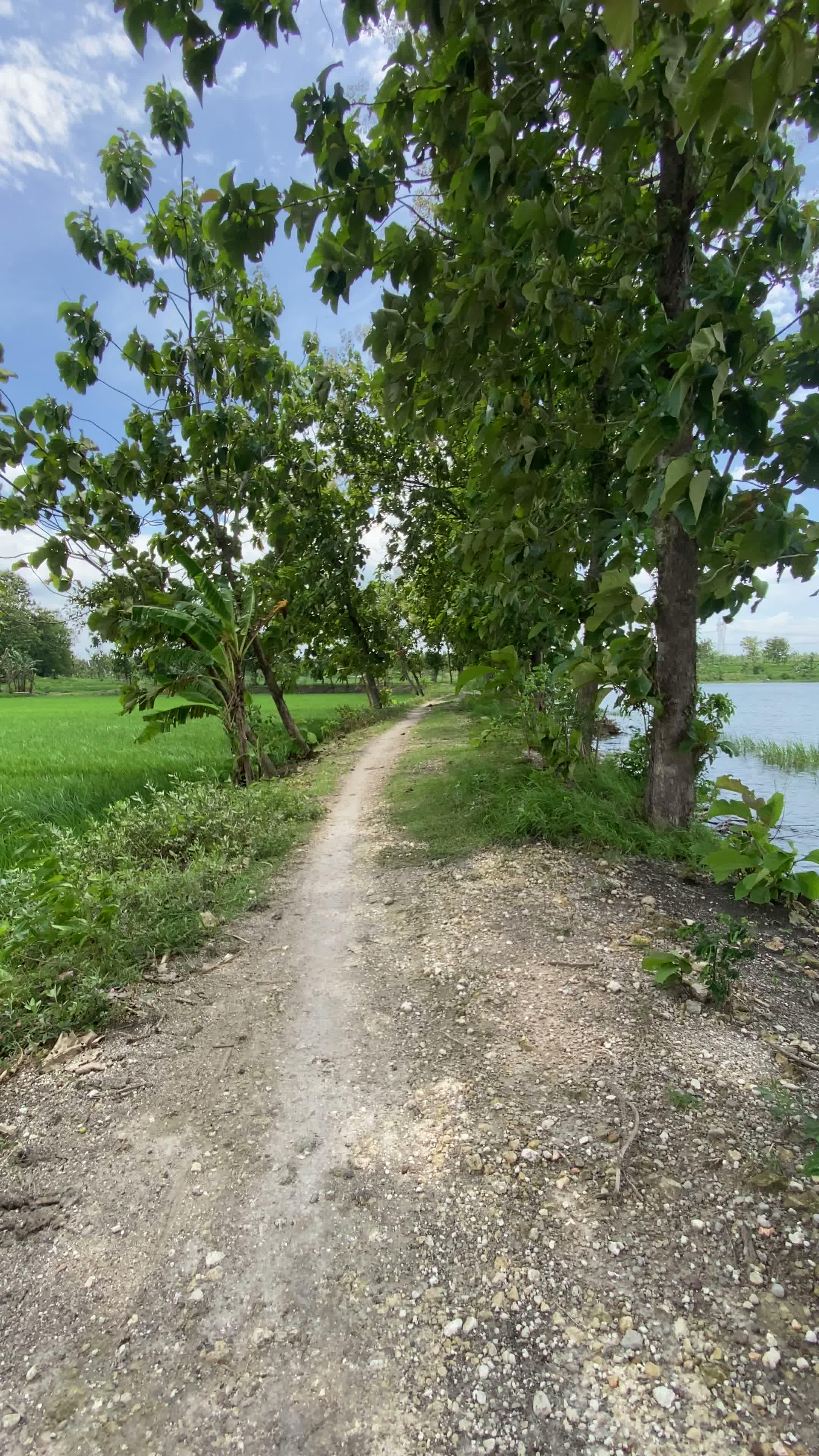 Posisi jalan di pinggir waduk yang sudah di perbaharui #jalan #waduk #embung #desaku #viral #fyp 
