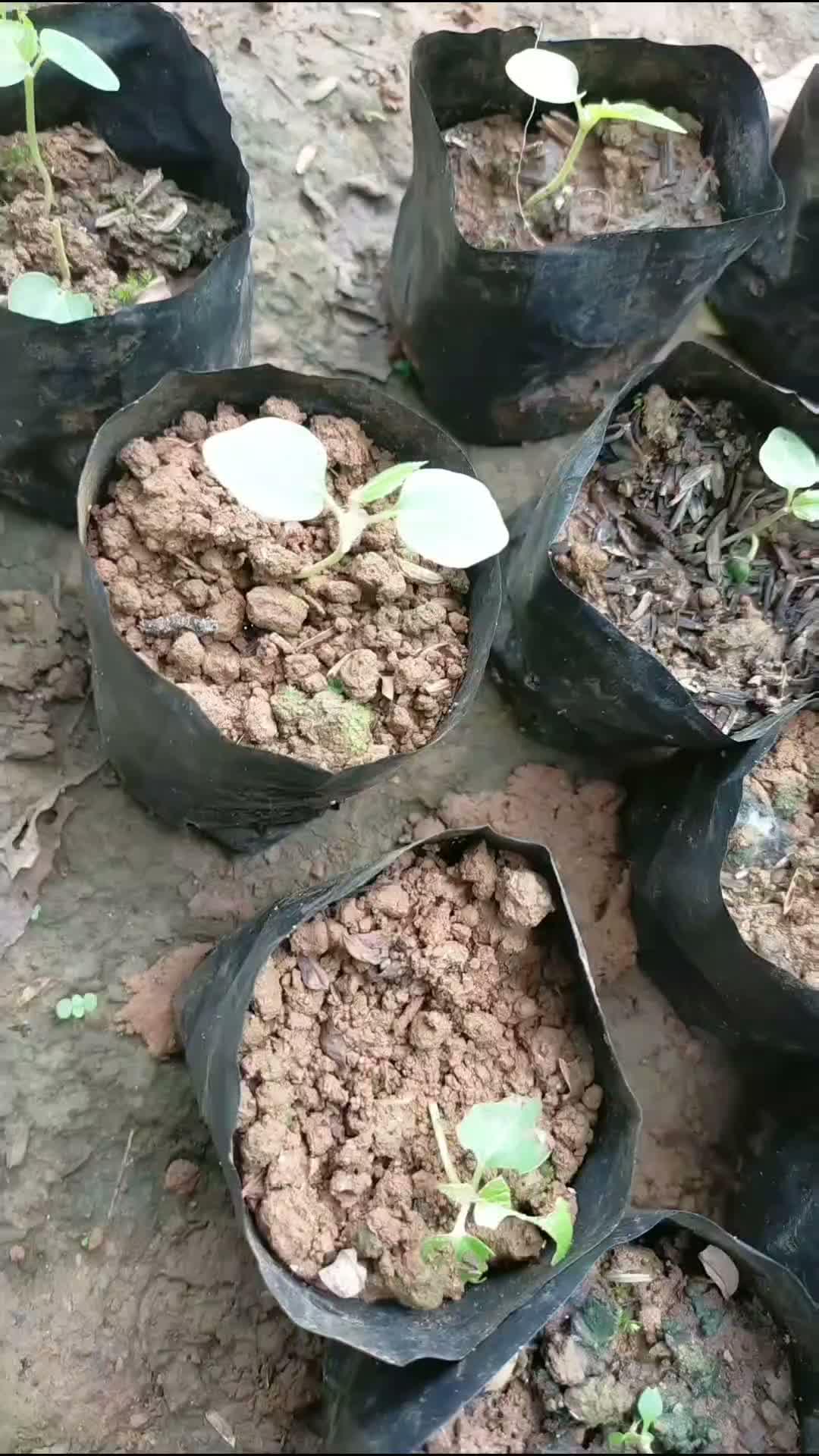 bibit balsa pertumbuhan 1-2 minggu