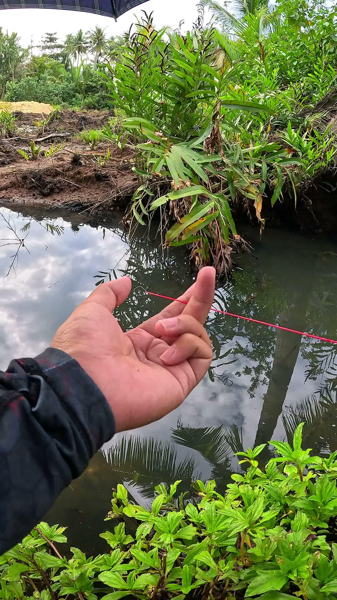 Tips and tricks for catching shrimp #fishing #traditional #usa #usareels #UnitedStates #unitedkingdom #denmark #canada