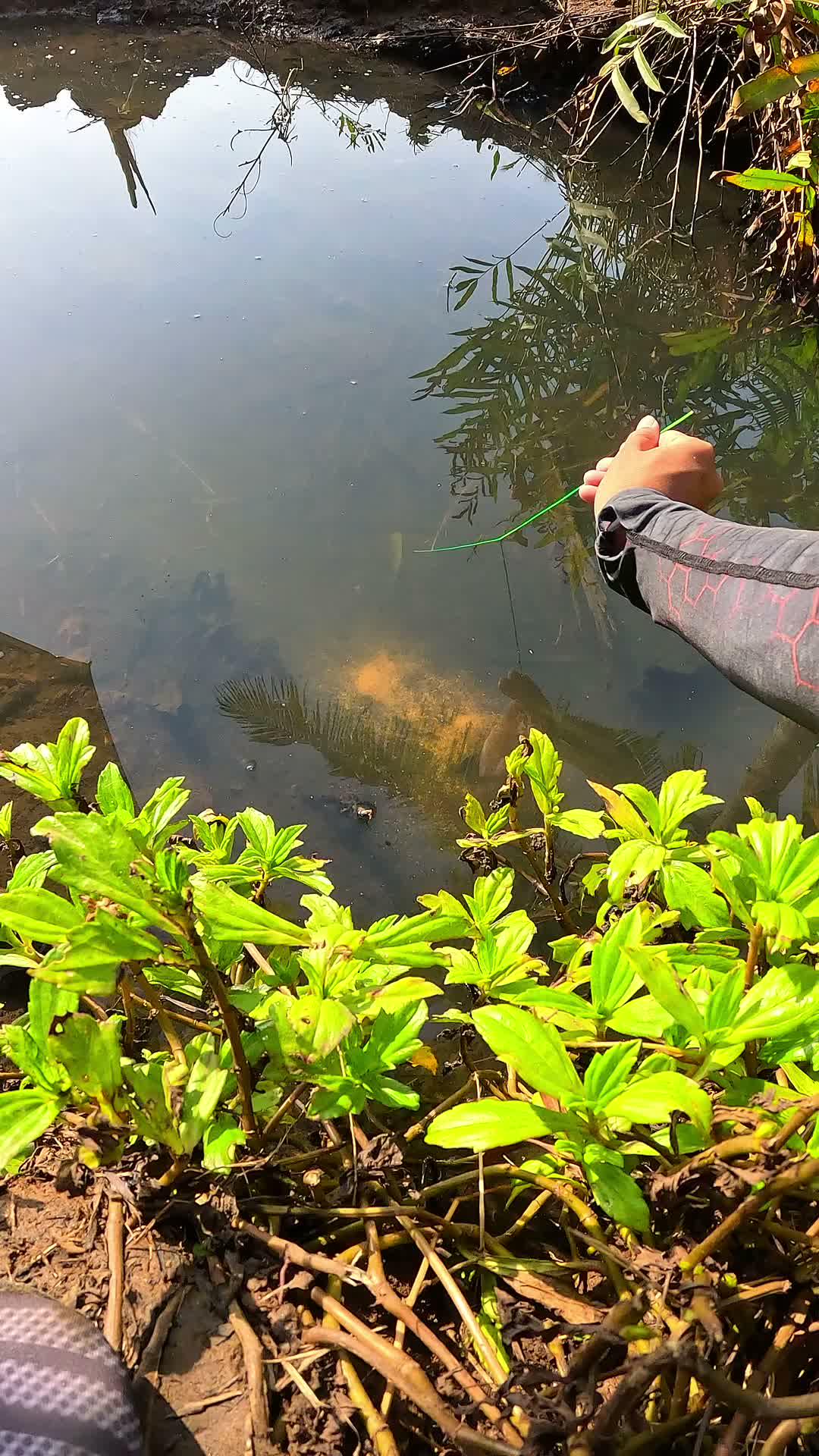 mencari udang di sungai 🦐
