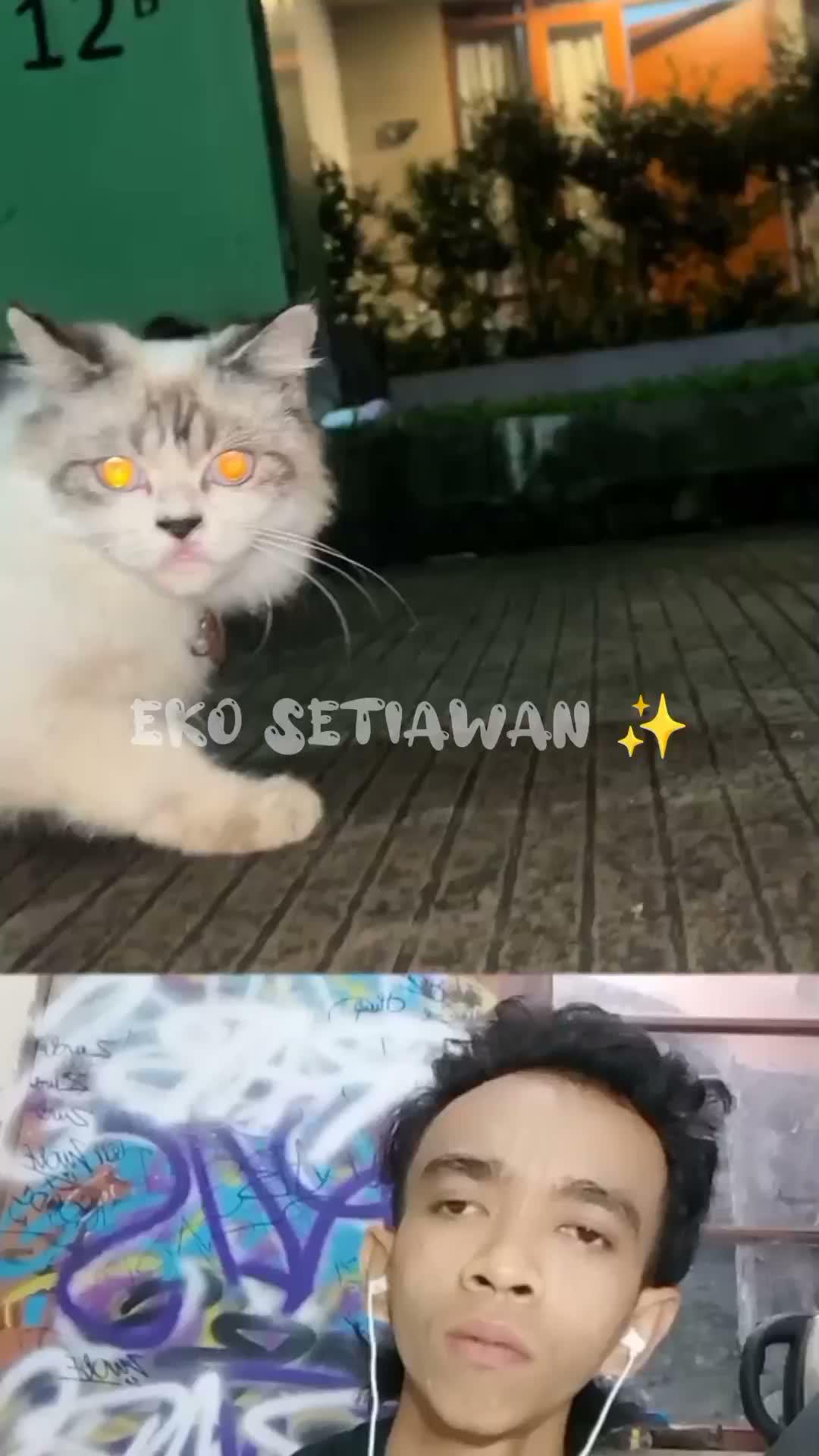 fakta menarik Ketika mata kucing kucing ini terkena cahaya lampu mata mereka menjadi warna warni 😍