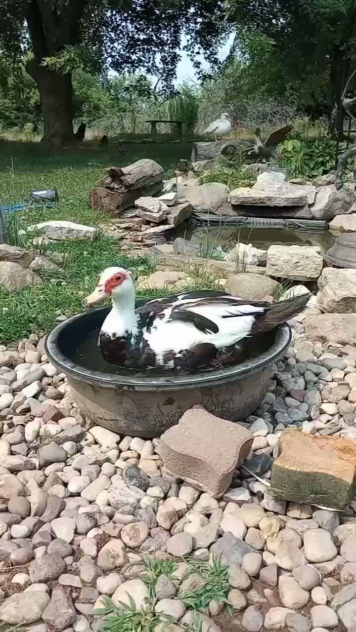 entok
#HOTrctiplus #shortplus 