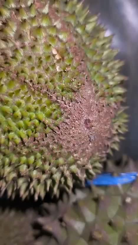 Makan durian sedap