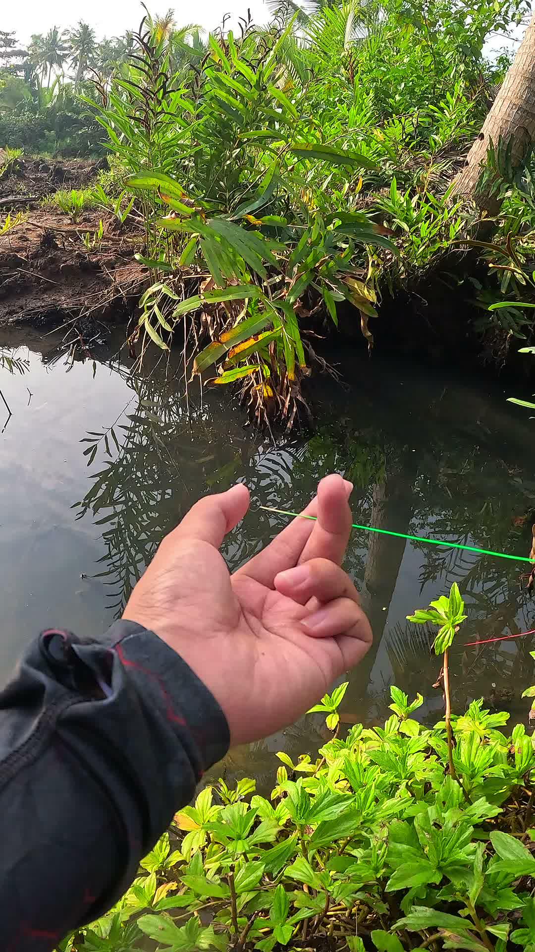 how to catch shrimp super fast and easy #fishing #traditional #usa #usareels #UnitedStates #unitedkingdom #denmark #canada