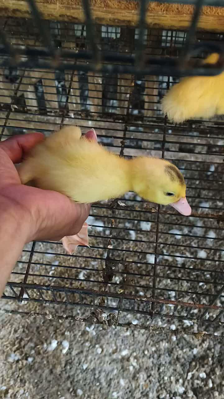 Cek tetasan baru Polosan . Sat set dipinang #peternakmuda #menthokjumbo #muscovyduck