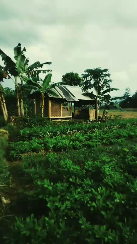 Bersyukur Masih Ada Yang Istiqomah Jadi Petani....  # # #
