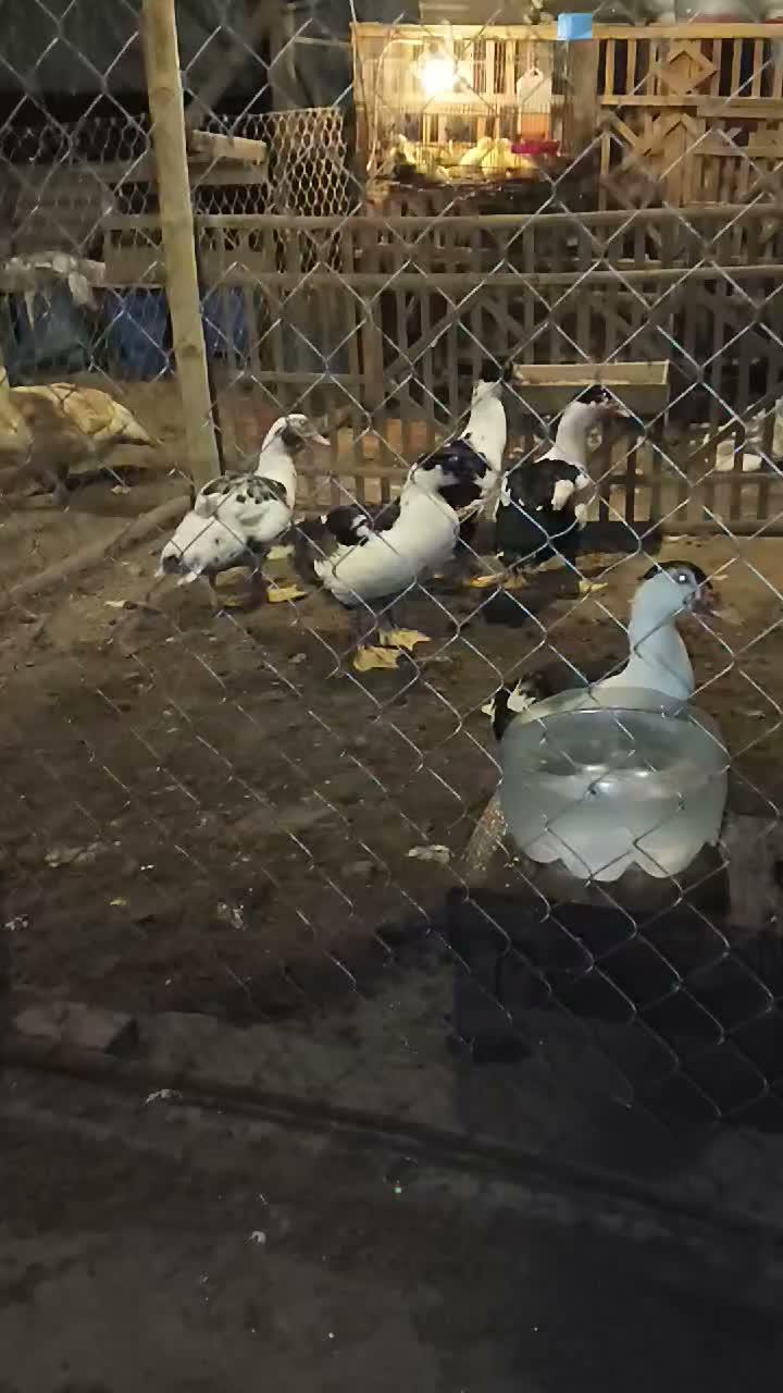 Amankan materi terbaik di Kandang #peternakmuda #menthokjumbo #muscovyduck