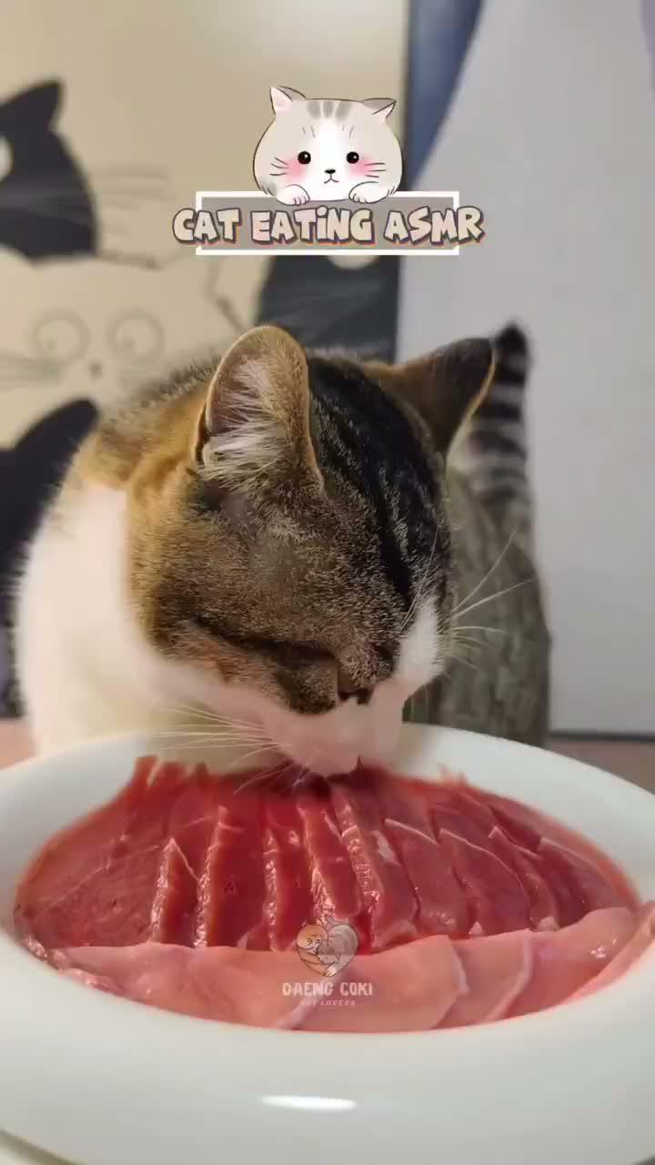 asmr kucing makan

#HOTrctiplus #shortplus #kucingoyen #duniakucing